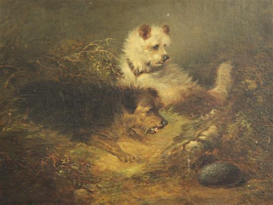 Edward Armfield (1817-1896) Terriers beside a rabbit hole, 12 x 16in. unframed.